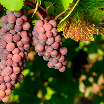 Os 10 melhores Terroirs para Pinot Noir, Chardonnay e Sauvignon Blanc